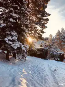 Телецкое Золотое - 25