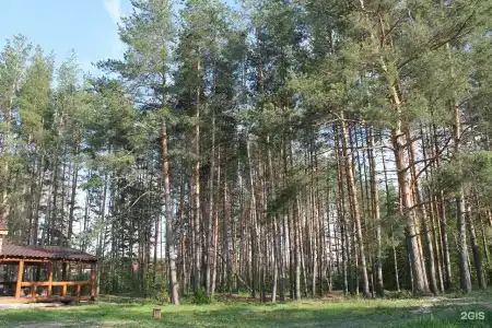 Хвоя - 17