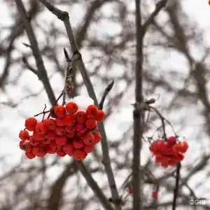 Покровский - 62