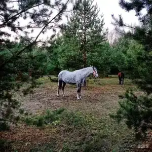 Домики в лесу - 12