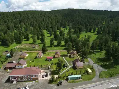 Золотой Кедр - 25