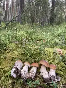 Дом на берегу четырех озер - 20