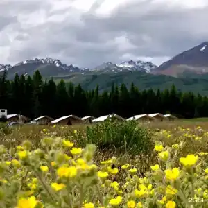 Сайкол - 14
