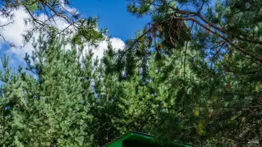Глэмпинг Эко-отель Forest - 19