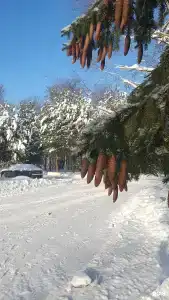 Углич - 53