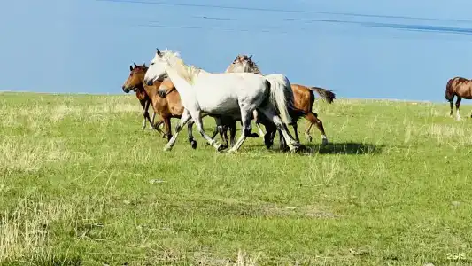 Мелодия Ольхона - 39
