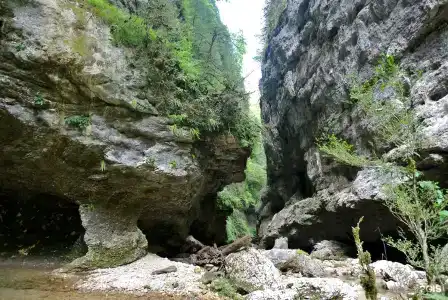 Лаванда - 51