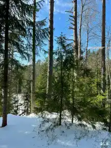 Аура леса - 18
