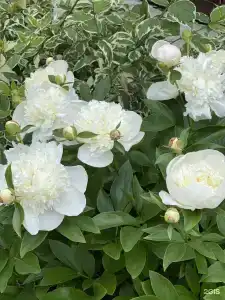 Резиденция Радость - 22