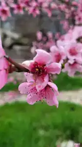 Звёздный - 63