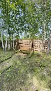 Зелёный бор - 51