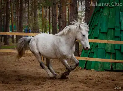 Маламут Ленд - 37