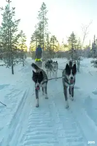 Хаски Кэмп - 21