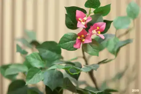 Tea Rose - 17