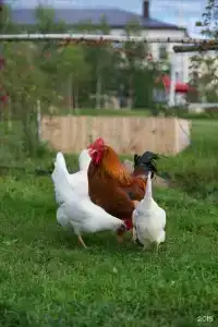 Усадьба купца Баева - 57