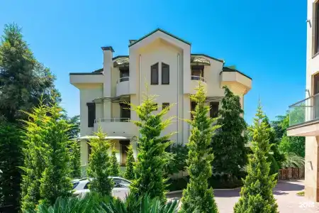 Камелия - 0