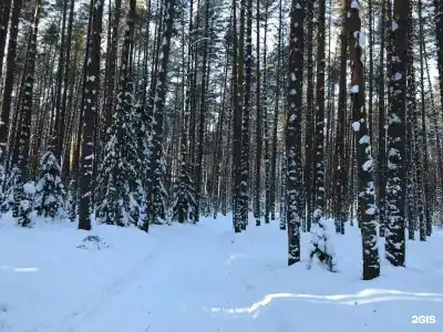 Сосны и река Волга - 12