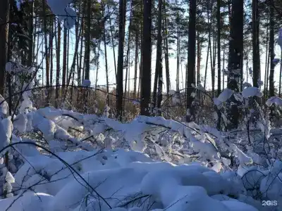 Сосны и река Волга - 34