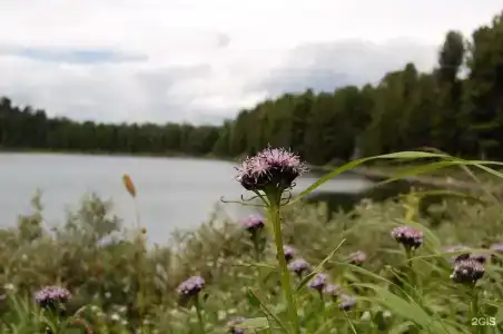 Медвежья гора - 56