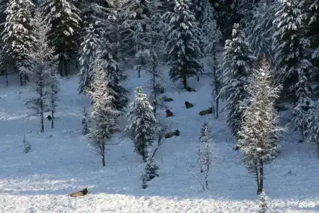 Медвежья гора - 77