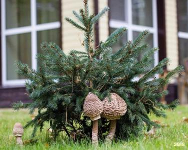 Зеленый Бор - 33