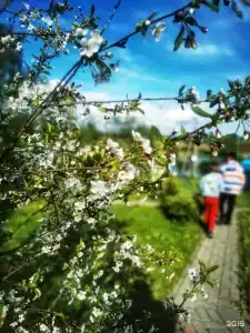 Починки - 25
