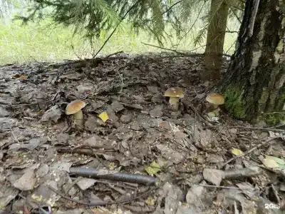 Лесное Озеро - 104