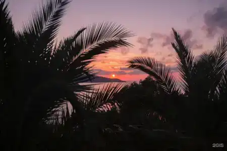 Две оливы - 63