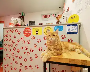 Red Cat - 52