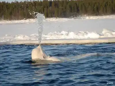 Кедр Грасс Белое Море - 77