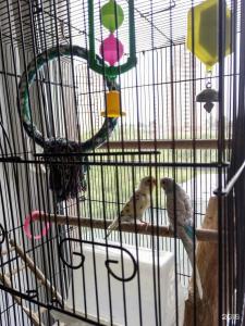 Березка - 30