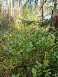 Заветное - 55