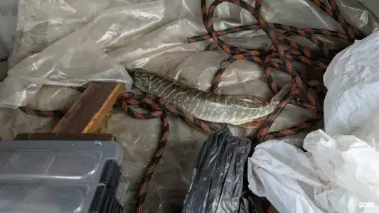 Огонёк - 44