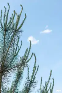 Хвойный берег - 11