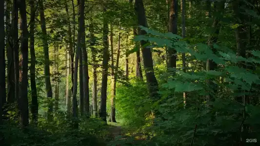 Шишкино-парк - 21