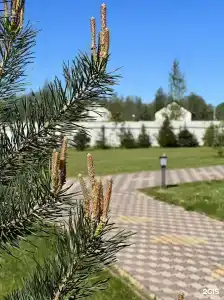 РегилеС - 9