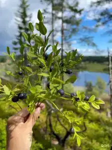 Дом с видом на озеро рядом с Ладожскими шхерами - 76