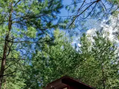 Глэмпинг Эко-отель Forest - 10