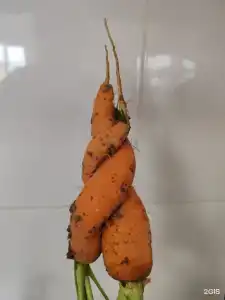 Муза Рузы - 69