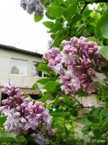 Ника - 29