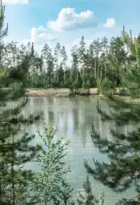 Хвойный берег - 3