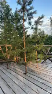 Хвойный берег - 0