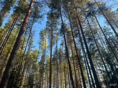 Журавлевские дачи - 9