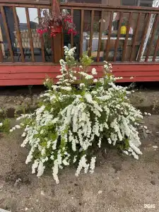 Хижина - 15