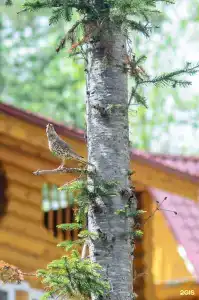 Горное Озеро - 10