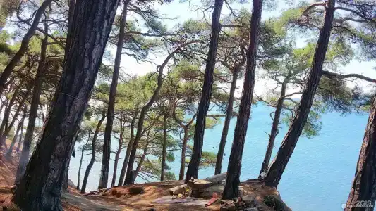 Комплекс Сосновый - 1