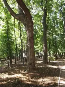 Богородское - 13