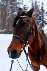 Теплеево Резорт - 100