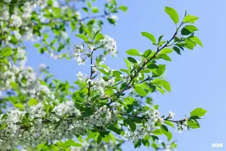 SweetВнуково - 26