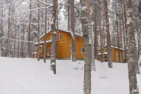 Шишки - 43